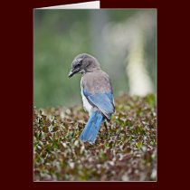 Spingtime Jay Card cards