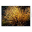 Spinifex Grass cards