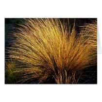 Spinifex Grass cards by grahamunderhill Spinifex Grass cards