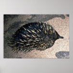 Spiny Anteater, Overhead Poster