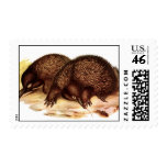 spiny anteater stamp