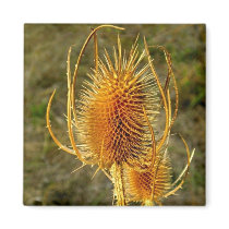 Spiny Dancer Golden Cattail Magnet by Sialicious Spiny Dancer Golden Cattail Magnet