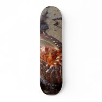 Spiny Lobster Washed Up On Pacific Beach In San Di skateboards