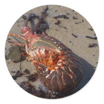 Spiny Lobster Washed Up On Pacific Beach In San Di stickers