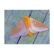 Spiny Oakworm Moth Postcard.