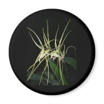 spiny orchid magnets