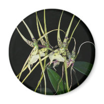 spiny orchid magnets