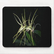 spiny orchid mousepads by roseroserose spiny orchid mousepads