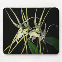 spiny orchid mousepads by roseroserose spiny orchid mousepads