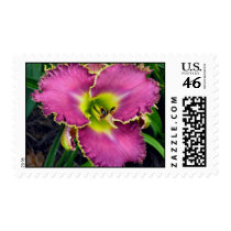 Spiny Sea Urchin Daylily Stamp by Mike144mann Spiny Sea Urchin Daylily Stamp
