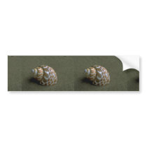 Spiral babylon (Babylonia spirata) Shell Bumper Sticker