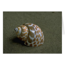 Spiral babylon (Babylonia spirata) Shell Cards