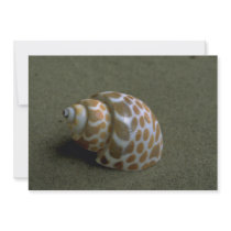 Spiral babylon (Babylonia spirata) Shell Invitations