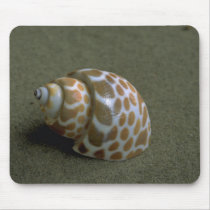 Spiral babylon (Babylonia spirata) Shell Mouse Pads