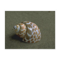 Spiral babylon (Babylonia spirata) Shell Postcard