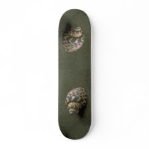 Spiral babylon (Babylonia spirata) Shell Skate Decks