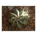 spiral cactus posters by pyxie3 spiral cactus posters
