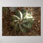 spiral cactus posters