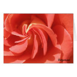 Spiral Pink Sunset Rose Card card