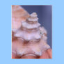 Spiral Postcard