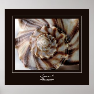 Spiral Shell Brown Border Poster