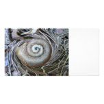 Spiral Shell Photo Card