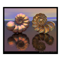 Spiral Shell posters