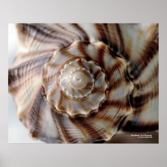 Spiral Shell Poster
