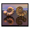 Spiral Shell posters by eyebalm Spiral Shell posters