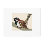 Spiral Sparrow Postcards