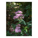 Spirea posters