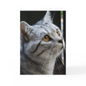Spirit Cat Card