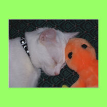Spirit & Gecko Postcard postcards