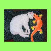 Spirit & Gecko postcards