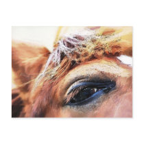 SPIRIT HORSE UK postcards by thewildside SPIRIT HORSE UK postcards