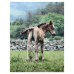 SPIRIT HORSES flyers