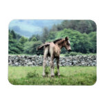 SPIRIT HORSES premium magnets