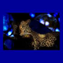 spirit of Africa -Guepard  posters
