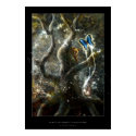 Spirit of Forest: Encounter - Poster posters