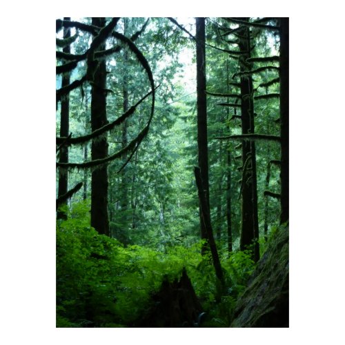 Spirit of the Woods 2 Poster print