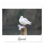 spirit spirit