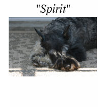 "Spirit" Standard Schnauzer Photo t-shirt