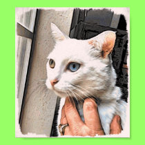 Spirit window pet #1 poster posters