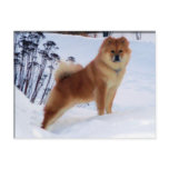 spitz painting postcards
