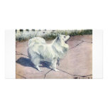 Spitz photo cards