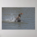 Splash Greylag Print