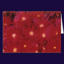 Splash of Color