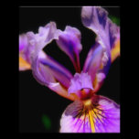 Splash of Purple Custom Photo photography