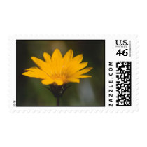 Splash of sunshine postage by ChubbyCatGalleries Splash of sunshine postage