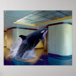 Splash posters